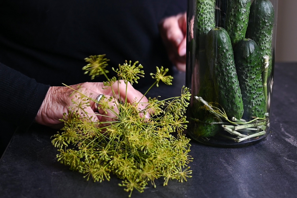 Dill Pickles – How and Why to Pickle (lacto-fermentation)
